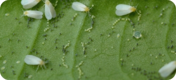  المنظمات والهرمونات 